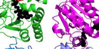 Scientists Illuminate Mysterious Molecular Mechanism Powering Cells in Most Forms of Life