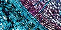 Super-Resolution Microscopy