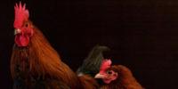 New Proposal Ignites Old Fears Over Bird Flu Research