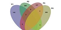Personalized Medicine Best Way to Treat Cancer, Study Argues
