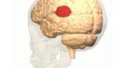 Why Does the Brain Remember Dreams?