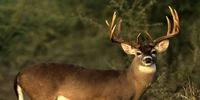 How the Science of Deer Hunting Can Help Patients with Diabetes