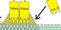 Protein ‘Rescues’ Stuck Cellular Factories