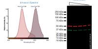 Alexa Fluor® Conjugated Secondary Antibodies for Fluorescent Western Blotting