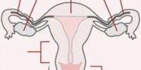 Laboratory-Grown Vaginas Implanted in Patients, Scientists Report