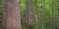 Researchers Design Trees that Make it Easier to Produce Pulp