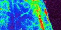 Findings May Advance Iron-Rich, Cadmium-Free Crops