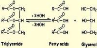 Fast and Simple Free Fatty Acids Analysis Using UPC2/MS
