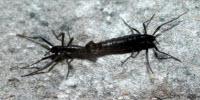 Antarctic Insect’s Genome, Newly Sequenced, is Smallest to Date