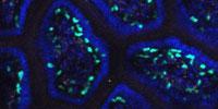 Research Explains how Cellular Guardians of the Gut Develop