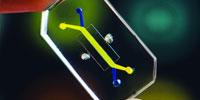 Wyss Institute’s Organs-on-Chips Develops into New Company