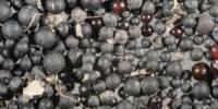 Microplastic Pollution Discovered in St. Lawrence River