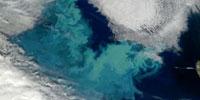 The Ocean’s Living Carbon Pumps