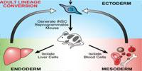 Direct Generation of Neural Stem Cells Could Enable Transplantation Therapy
