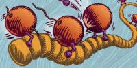 Ebola Virus May Replicate in an Exotic Way