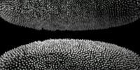 Janelia Scientists Win Olympus BioScapes Digital Imaging Competition