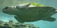 Researchers Develop New-Generation ‘Thinking’ Biomimetic Robots as Ocean Engineering Solutions