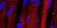 First Contracting Human Muscle Grown in Laboratory