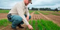 Wheat Yield to Decline as Temperatures Increase, Study Says