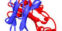 Scientists Call for Antibody 'Barcode’ System to Follow Human Genome Project