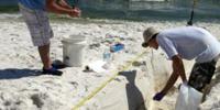 Study Details Impact of Deepwater Horizon Oil Spill on Beach Microbial Communities