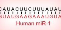 Study Nearly Triples the Locations in the Human Genome that Harbor MicroRNAs