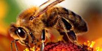 Manganese Speeds Up Honey Bees