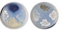 Scientists Must Reduce Antibiotic Use in Experiments