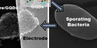 Tiny Bio-Robot is a Germ Suited-Up with Graphene Quantum Dots