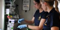 Dispersant Used to Clean Oil Spill Is More Toxic Than Oil