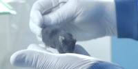Fighting Cancer: Animal Research at Cambridge