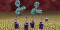 Molecular Homing Beacon Redirects Human Antibodies to Fight Pathogenic Bacteria