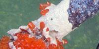 Pinpointing Natural Cancer Drug's True Origins Brings Sustainable Production a Step Closer