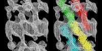 Revolutionary Discovery Could Help Tackle Skin and Heart Conditions