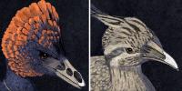 Tweaking the Beak: Retracing the Bird's Beak to Its Dinosaur Origins