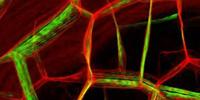 Caltech, JPL Team Up to Take On Big-Data Projects