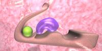 Disabling Antibiotic-Resistant Bacteria