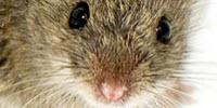 Hormone ‘Erases’ Male Smell for Female Mice