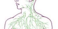 Researchers Find Textbook-Altering Link Between Brain, Immune System