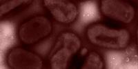Drug-Resistant Bacteria Possess Natural Ability to Become Vulnerable to Antibiotics