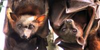 Lack of Knowledge on Animal Disease Leaves Humans at Risk