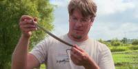 New Video Highlights Reptile and Amphibian Research