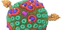 Researchers Build Bacteria’s Photosynthetic Engine