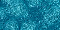 Advancing Next-Gen Cell Culture Tech