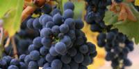 Grape Waste Could Make Great Biofuel