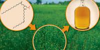 Oilseed Plant Power