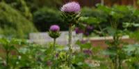 $10M in Federal Grants to Study Botanicals for Human Health