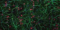 INSIGHTS on Cell Culture