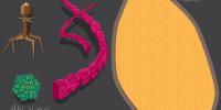 Research Adds to Evidence that Viruses are Alive