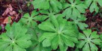 Scientists Produce Cancer Drug from Rare Plant in Lab